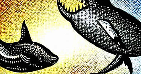 The 55.5% Signal: How a Prediction Market Became the Ultimate Geopolitical Oracle